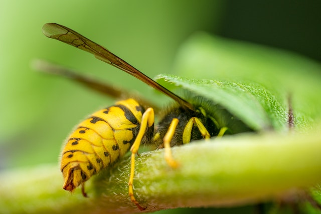 wespengids-welke-soorten-vliegen-in-jouw-tuin-insect-heroes-belgi