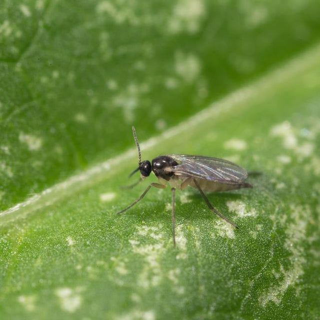 Image 47378197774662 rouwvliegje op plant macro foto