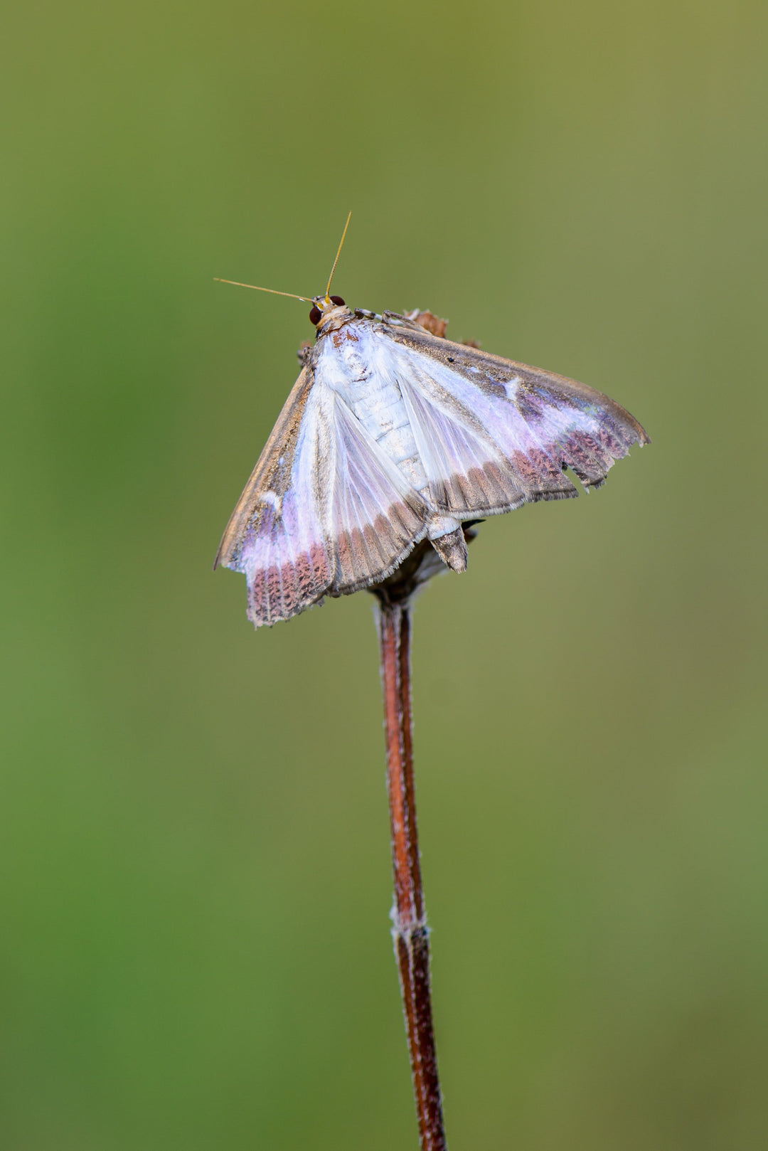 Image 47378329338182 cydalima perspectalis zilverkleurige buxusmot op takje