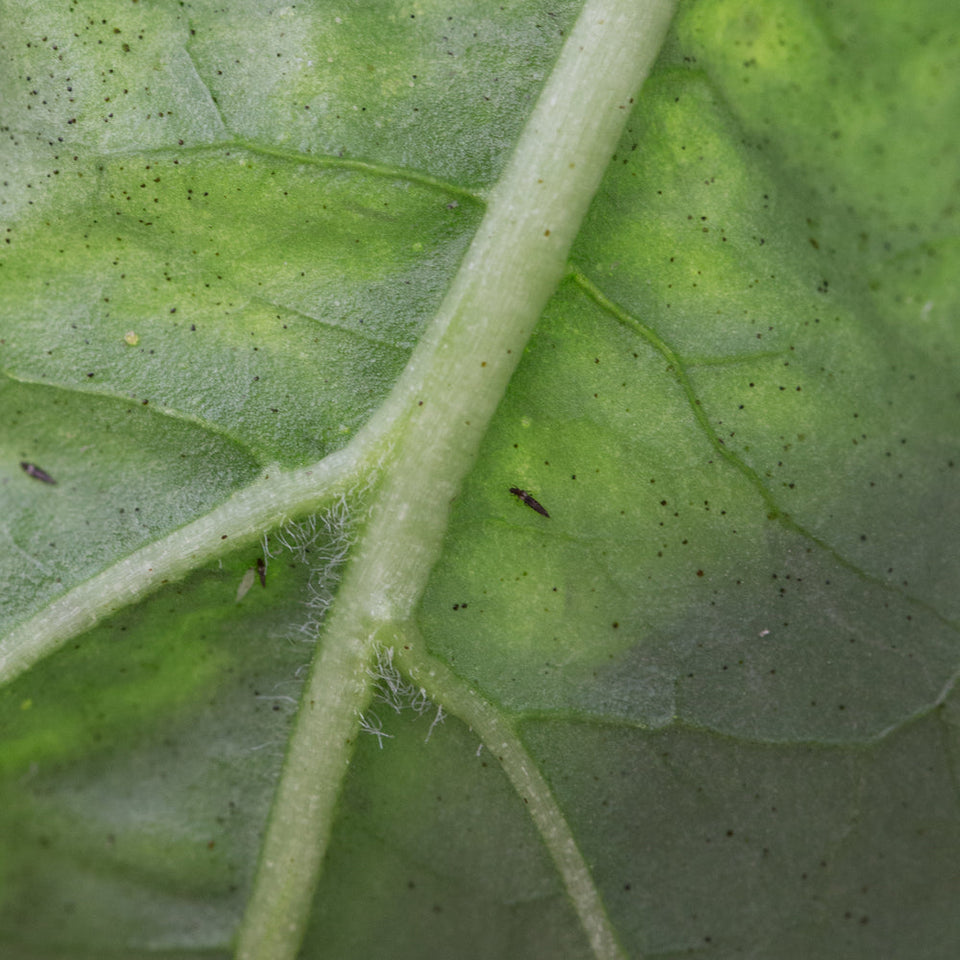 Image 47378269110598 donkere volwassen trips op blad met zwarte stipjes