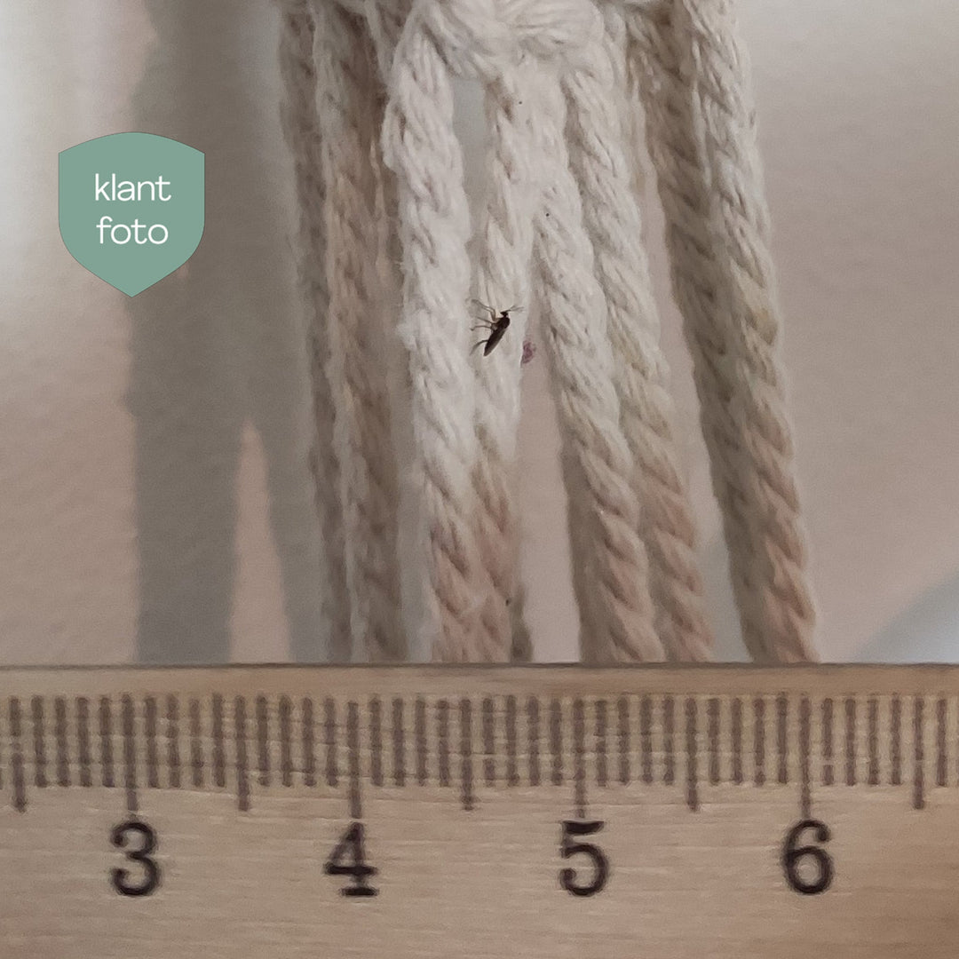 Image 47378246828358 rouwvliegje bij lineaal 2 mm groot