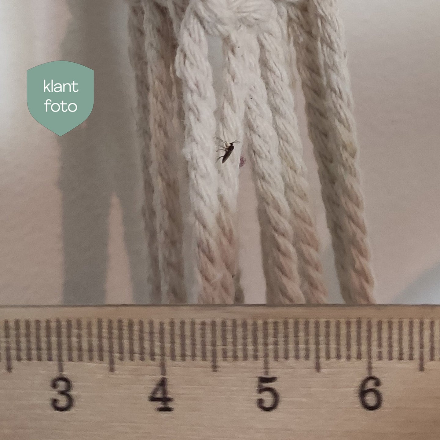 Image 47378246828358 rouwvliegje bij lineaal 2 mm groot