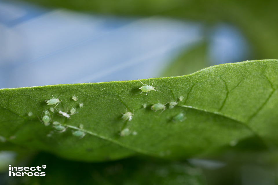 Image 47378270552390 groene bladluizen met verschillende grootte op onderzijde blad