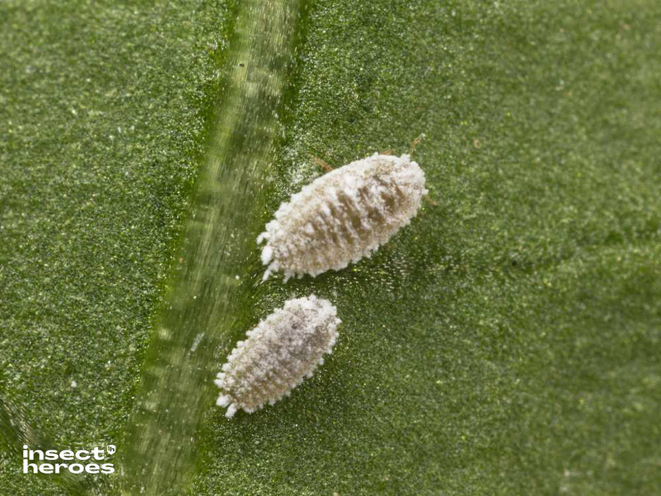 Image 47378267210054 volwassen witgekleurde wolluizen Phenacoccus solani