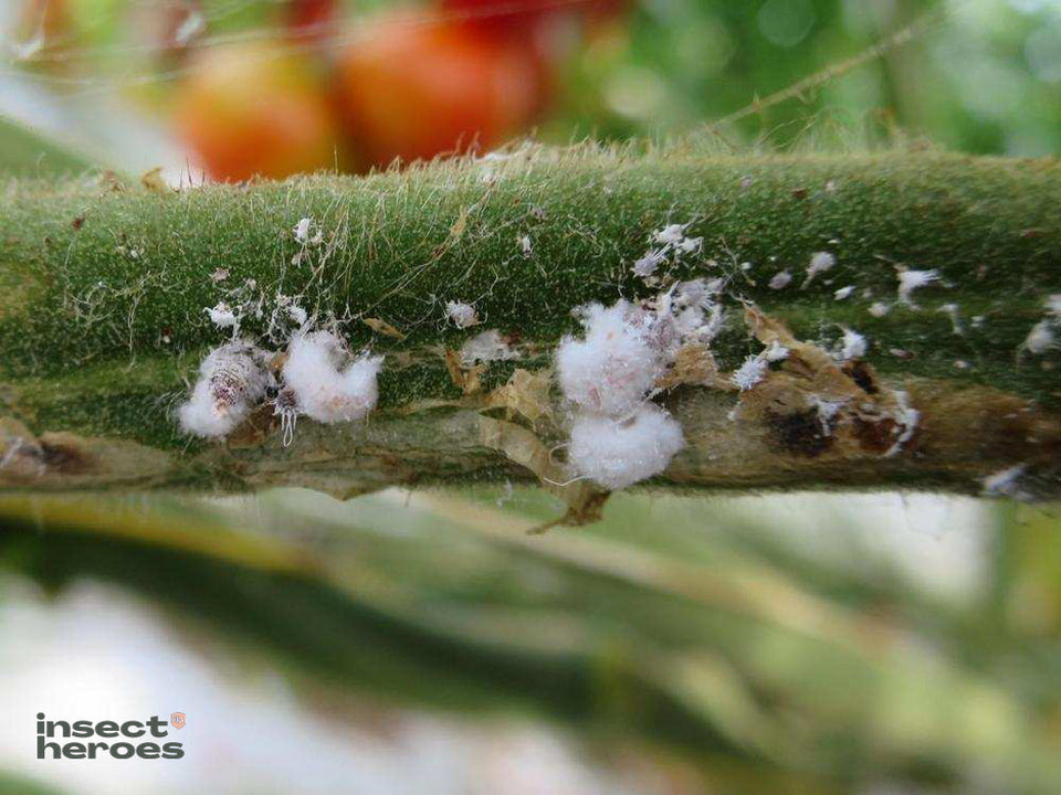 Image 47378266521926 witte pluizenbolletjes op stengel tomatenplant