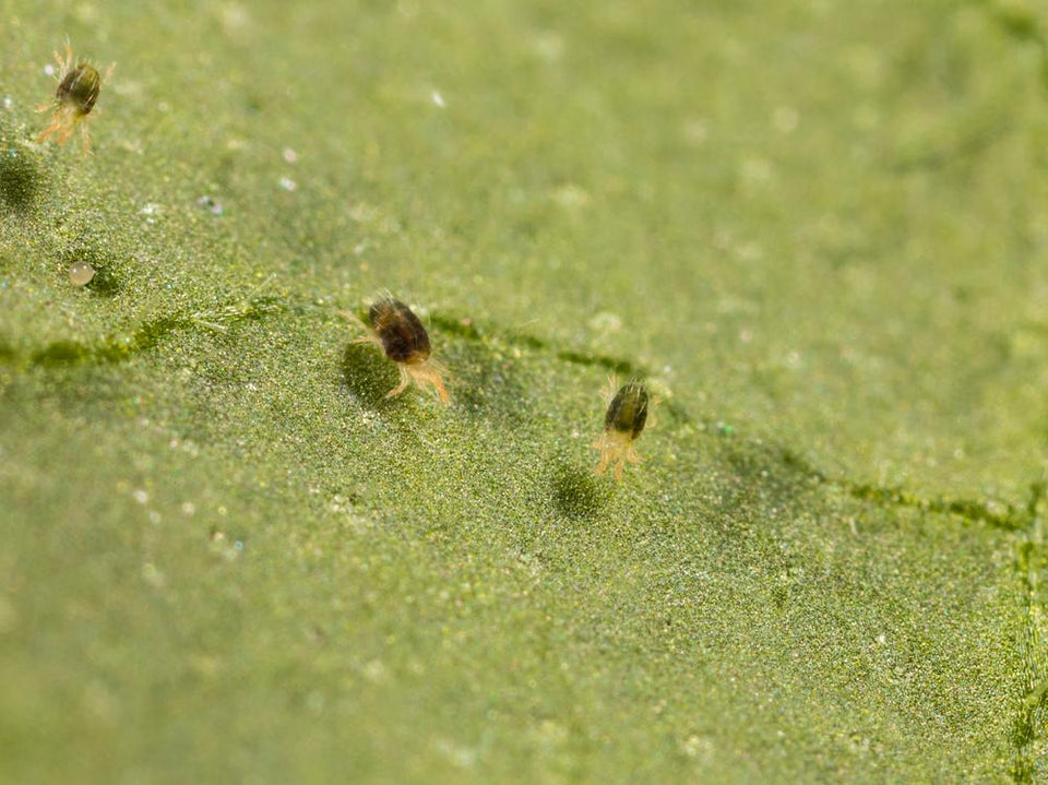 Image 47378267963718 groen gekleurde spintmijten op blad