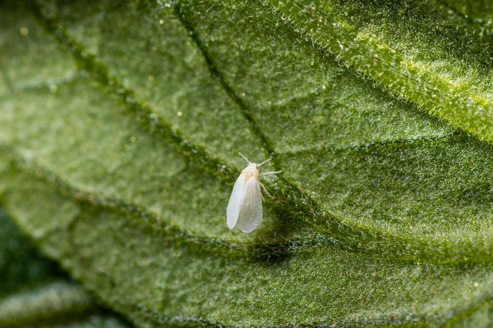 Image 47378325897542 kaswittevlieg op blad