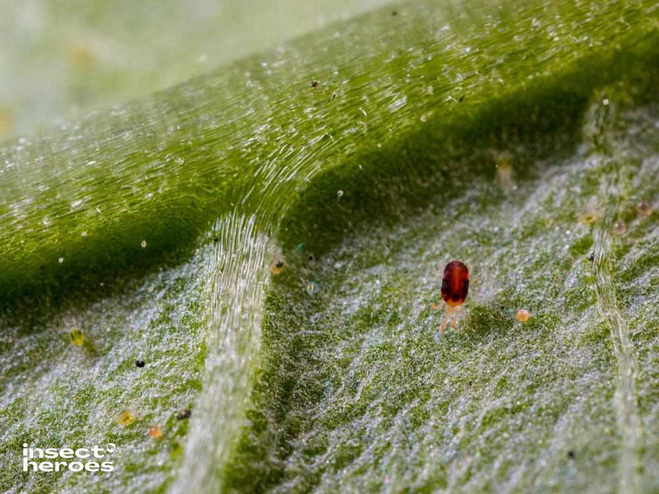 Image 47378267865414 macro foto van roodgekleurde kasspintmijt op blad