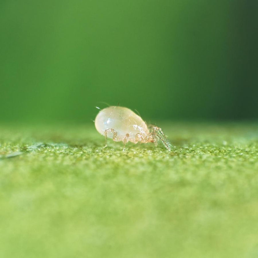 Irski, le héros naturel de chaque plante d'intérieur 