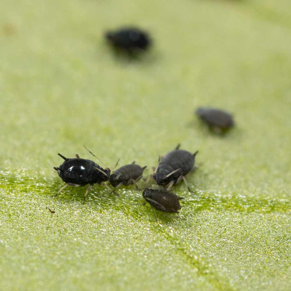 Aide! Pucerons sur la plante. 