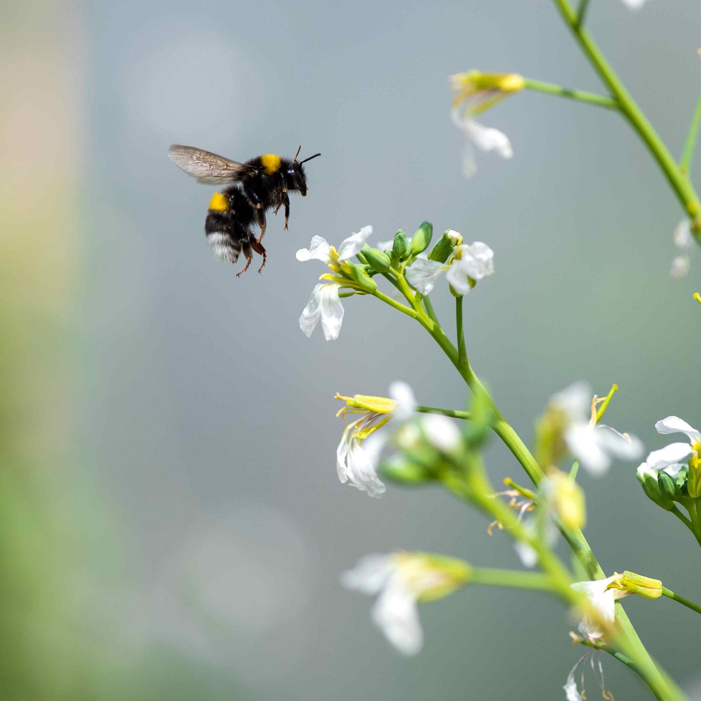 Waar zijn insecten goed voor?