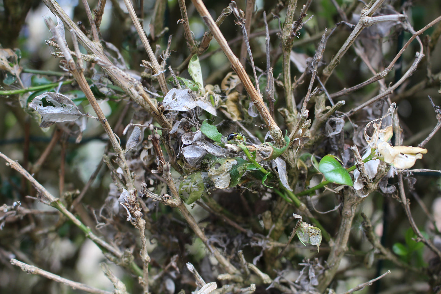 Hoe kun jij jouw buxus beschermen tegen vraatschade?