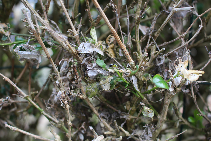 Hoe kun jij jouw buxus beschermen tegen vraatschade?