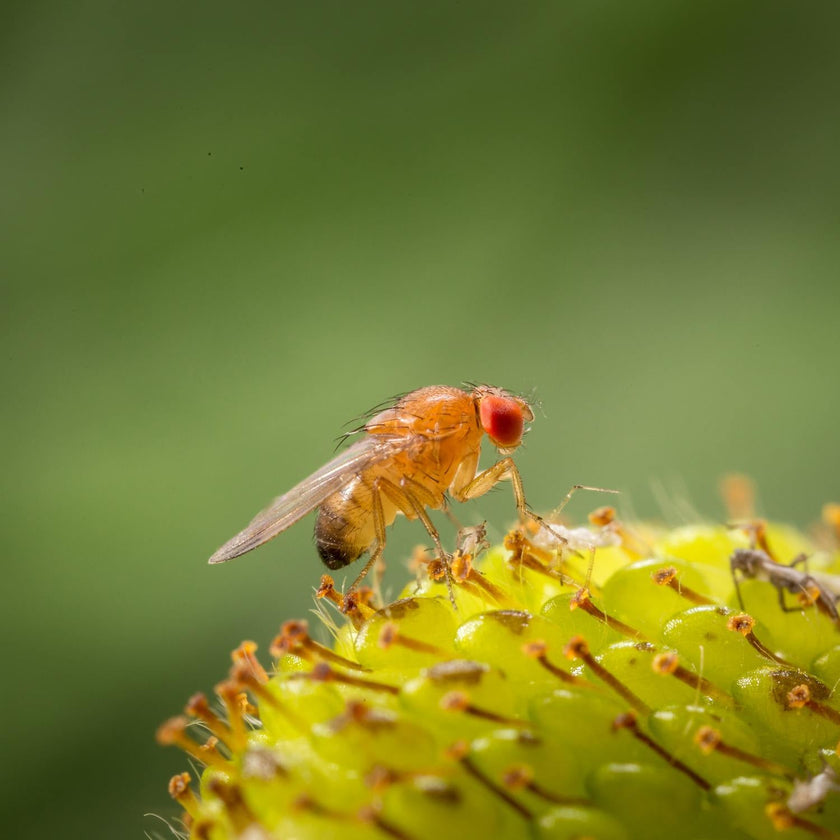 Attraper et prévenir les mouches des fruits : nos meilleurs conseils !