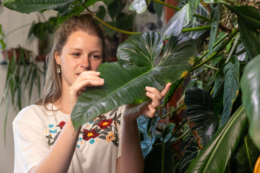 Hoe overleven je kamerplanten de zomer?