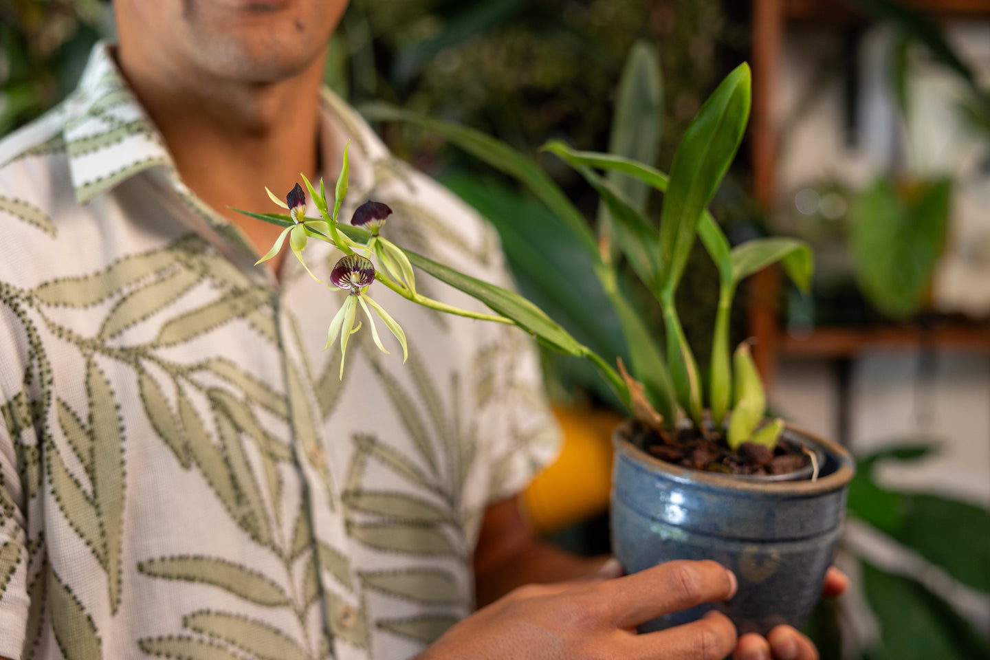Zo houd je je kamerplanten in leven