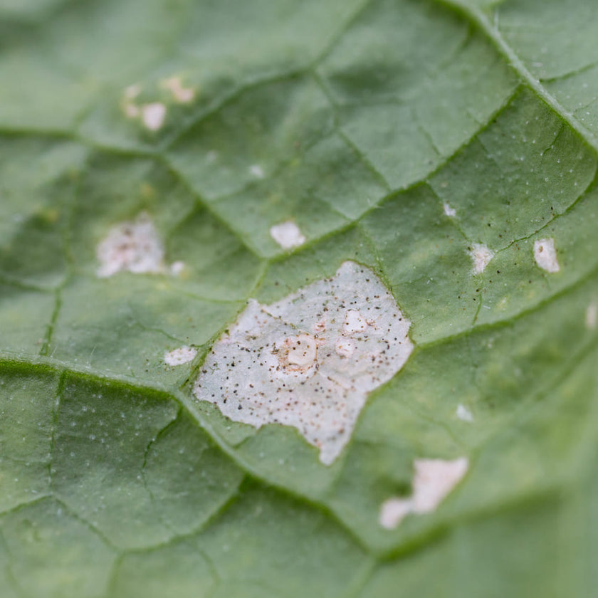 Lutter efficacement contre les thrips : trucs et astuces pour des plantes d'intérieur saines