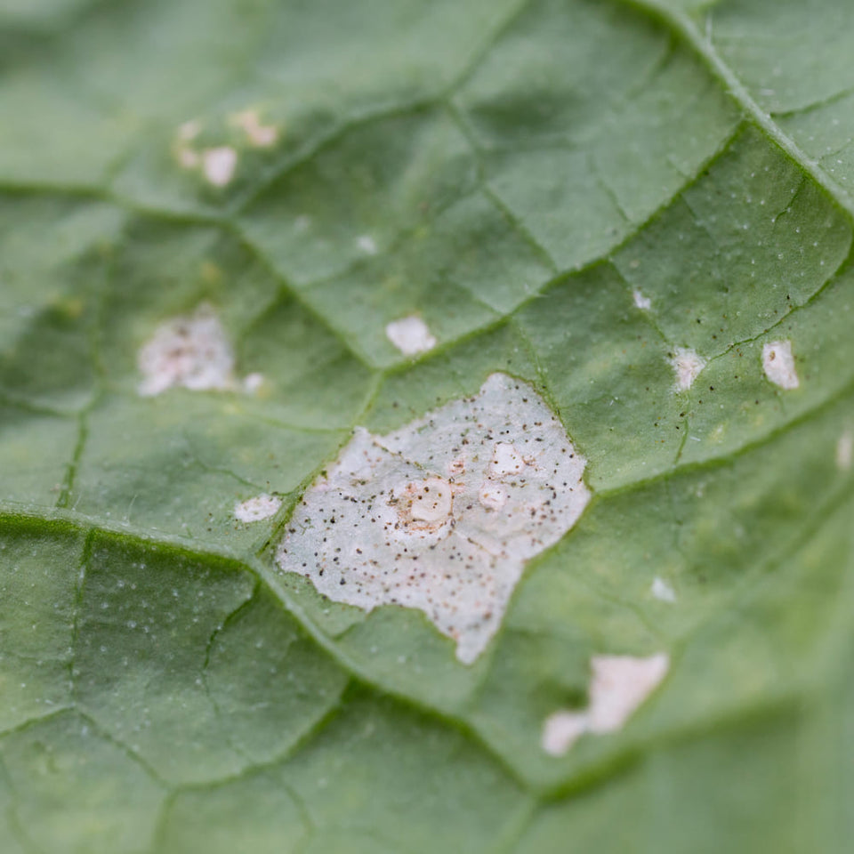 Lutter efficacement contre les thrips : trucs et astuces pour des plantes d'intérieur saines