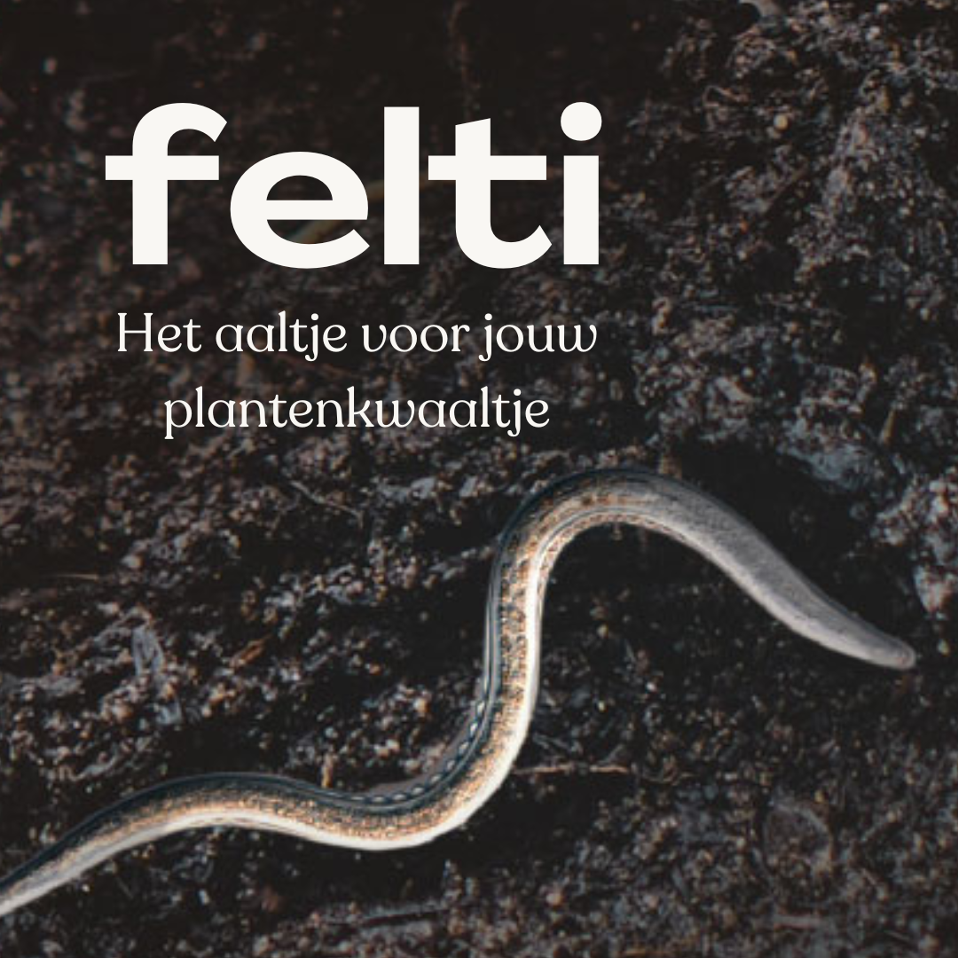 Nématodes Felti : les guerriers invisibles de votre plante d'intérieur et de votre jardin 