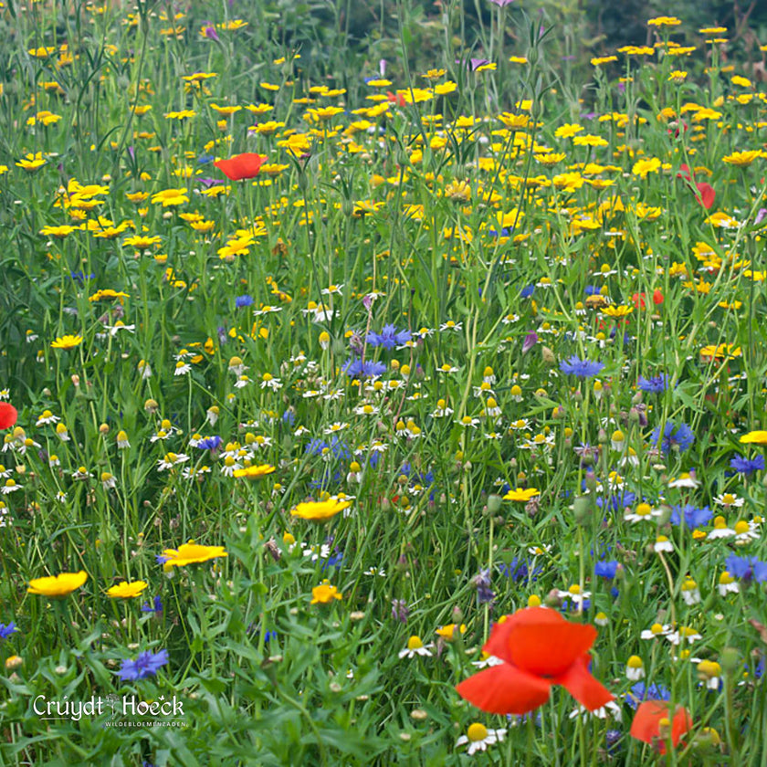 Les meilleures plantes respectueuses des insectes pour un jardin dynamique