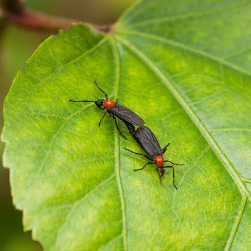 L'amour est dans l'air - The lovebug 