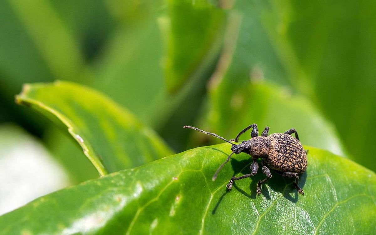 Effectieve methodes om de taxuskever te bestrijden en je tuin te beschermen