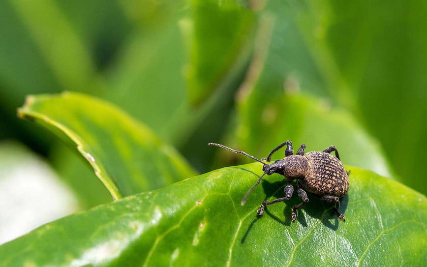 Effectieve methodes om de taxuskever te bestrijden en je tuin te beschermen