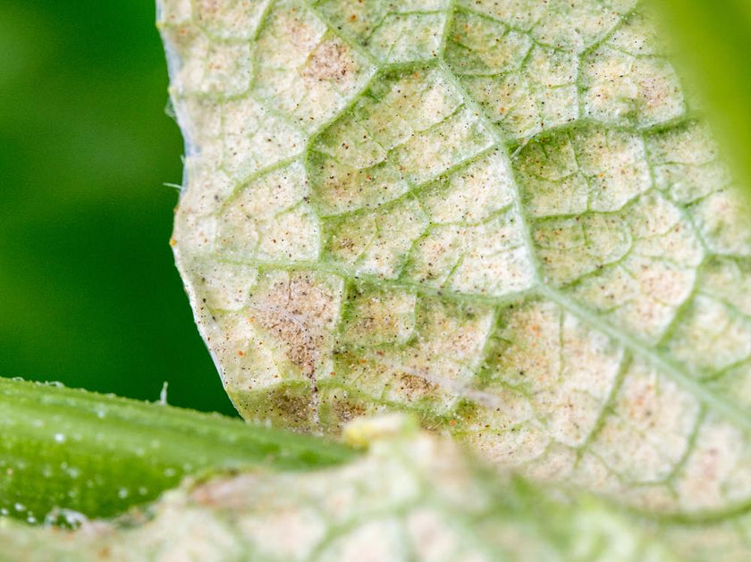 Spint bestrijden in je planten? Zo doe je dat op natuurlijke wijze!