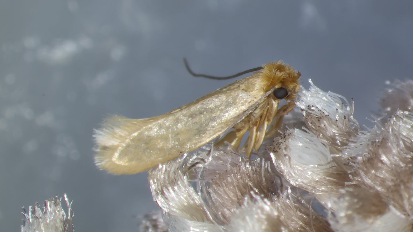 Kledingmot bestrijden: chemische mottenballen of natuurlijk alternatief?