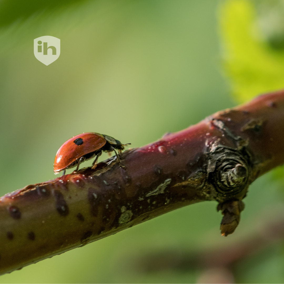 Voici comment les pucerons pénètrent dans votre plante (et comment s'en débarrasser)