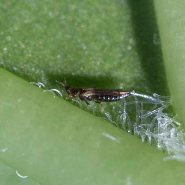 Combattre les thrips biologiquement : c'est possible ! | Insect Heroes ...