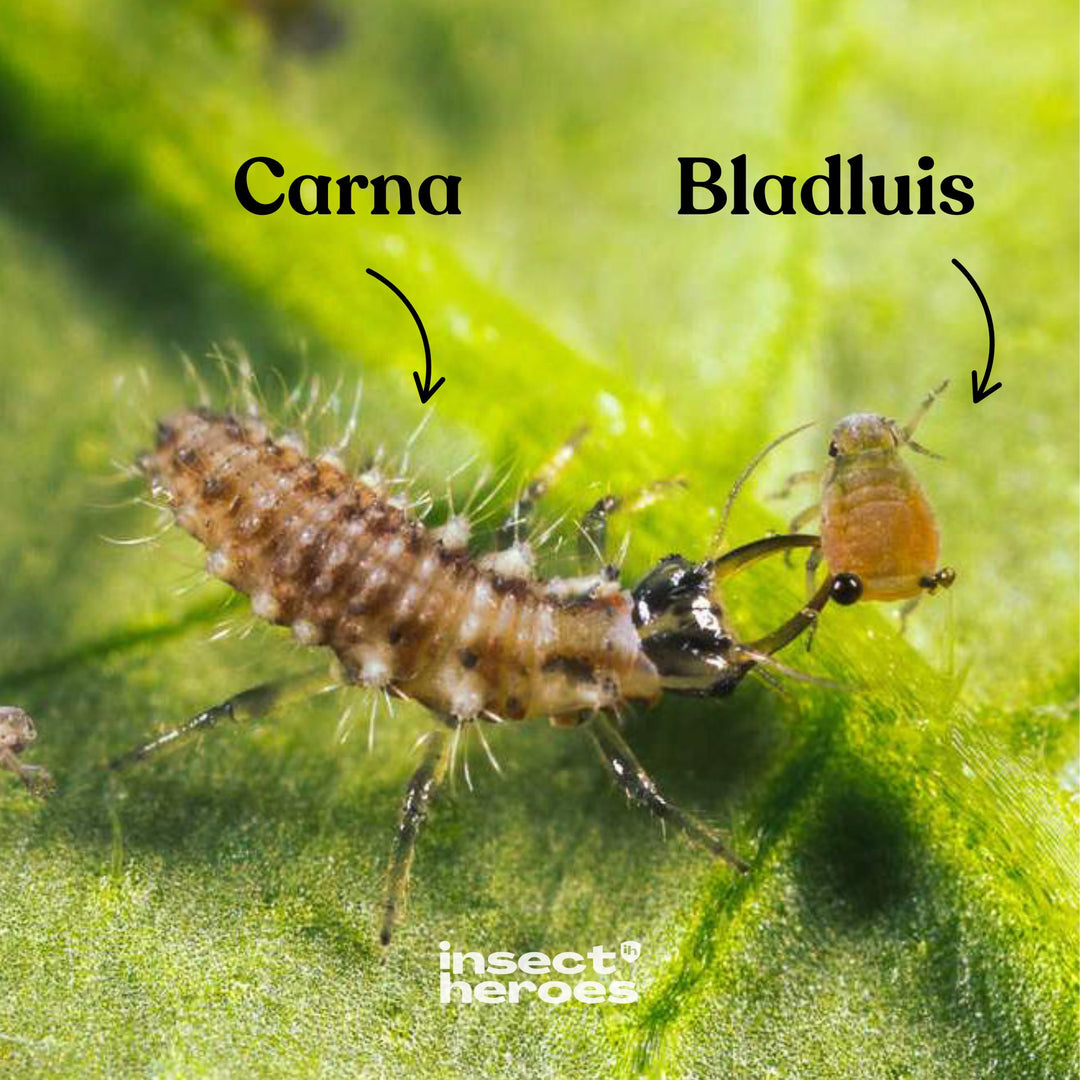 Carna - contre les thrips