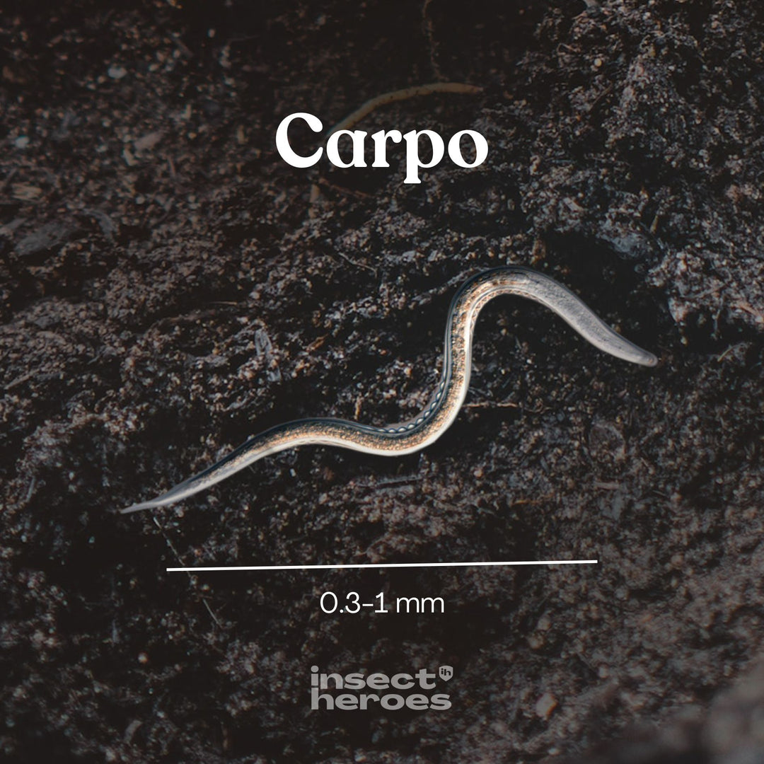 Carpo - tegen buxusmot