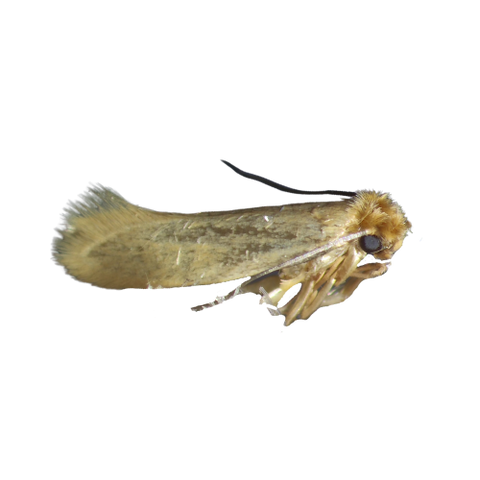 Image 49456467771718