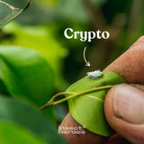 Crypto - tegen wolluis