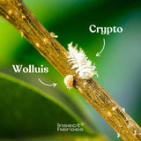 Crypto - tegen wolluis