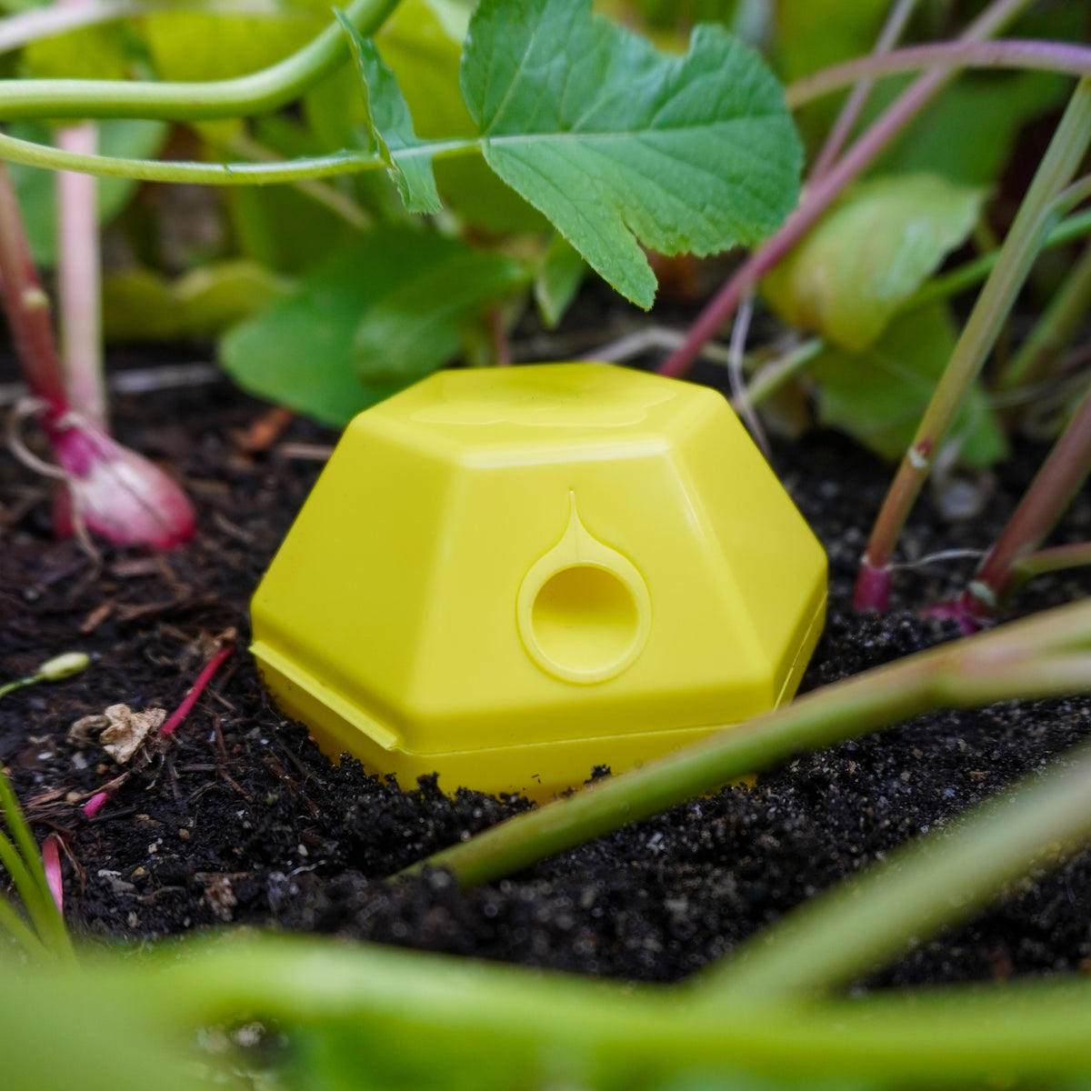 Limax Trap - tegen slakken (4 stuks)
