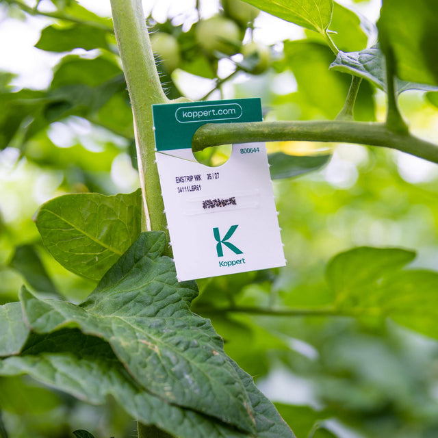 Mosi - tegen witte vlieg