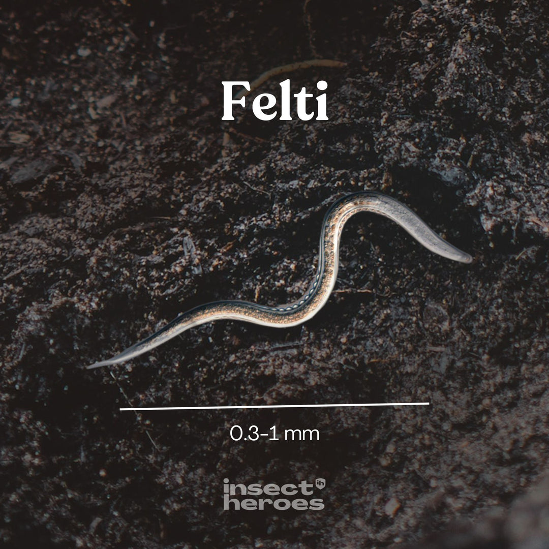 Felti - tegen rouwvliegjes
