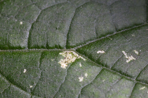 Image 47378405327174