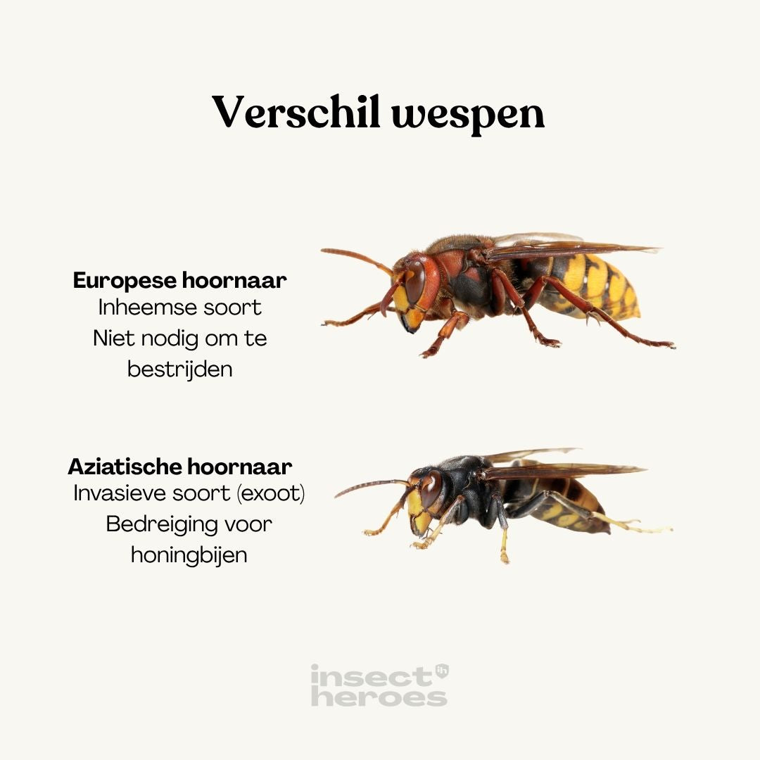 Combi Deal - tegen Aziatische hoornaar