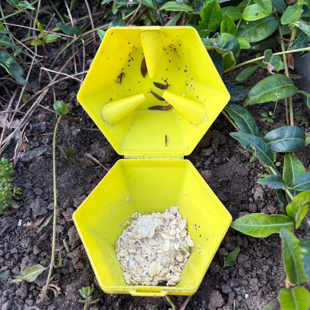 Limax Trap - tegen slakken