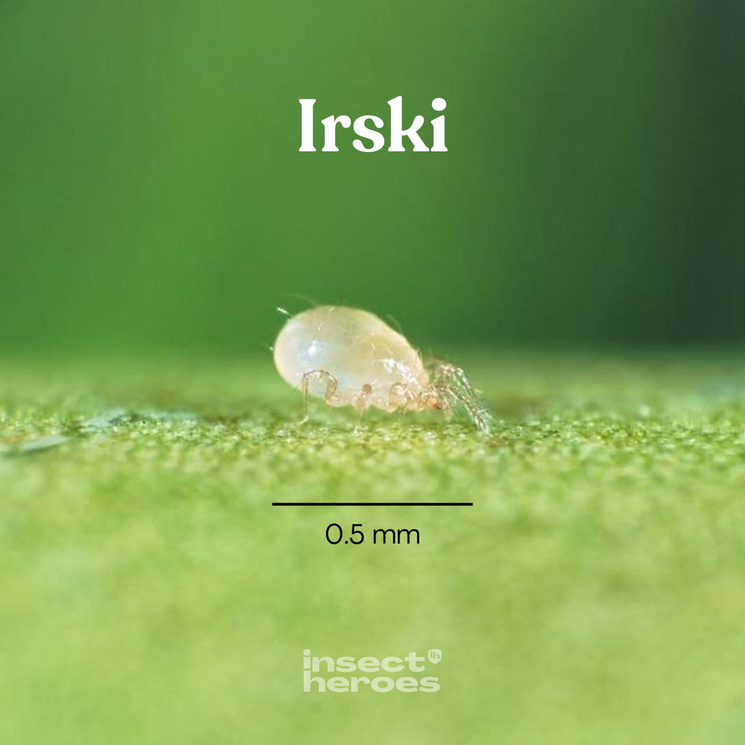 Irski - tegen trips