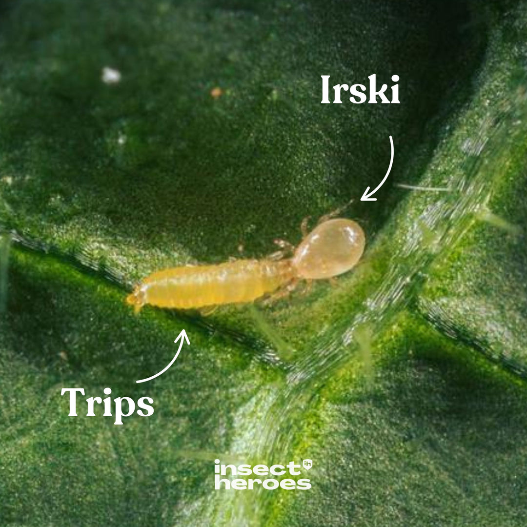 Irski - tegen trips