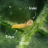 Irski - tegen trips