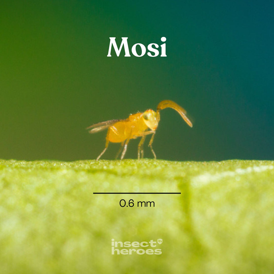Mosi - tegen witte vlieg