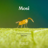 Mosi - tegen witte vlieg