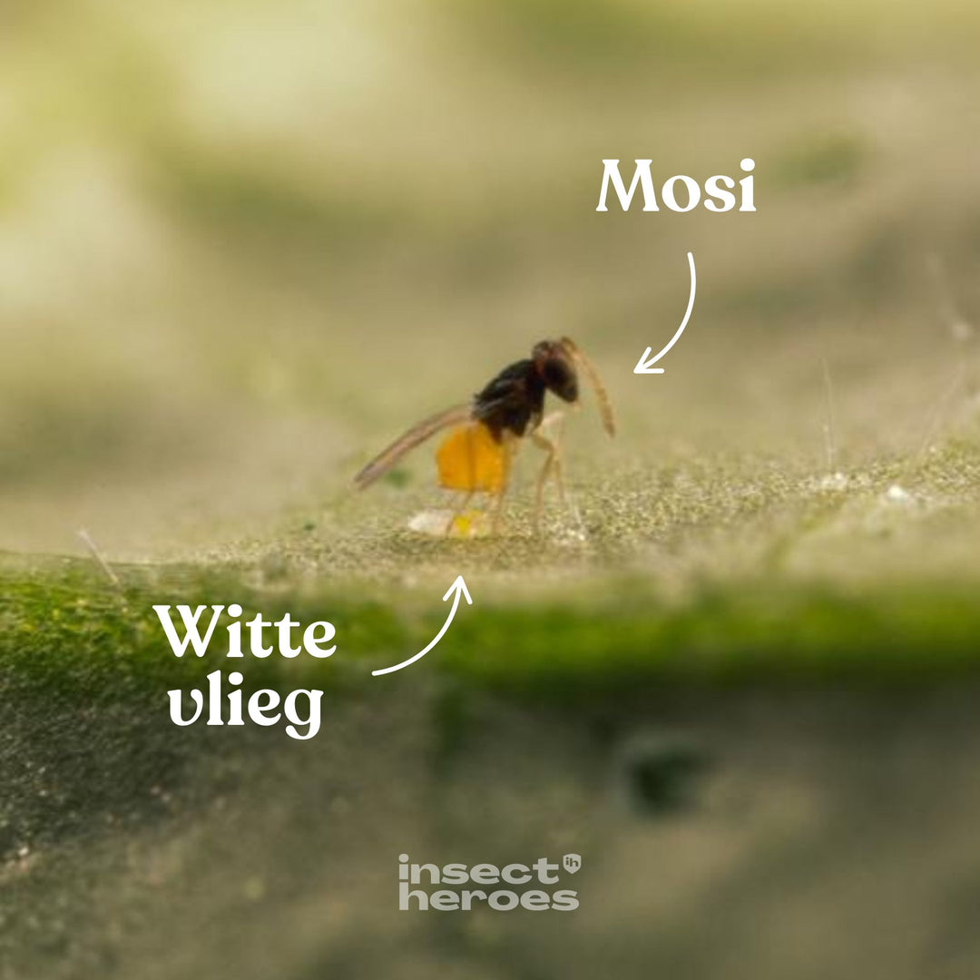 Mosi - tegen witte vlieg