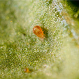 Neoseiulus californicus roofmijt 0.5 mm groot