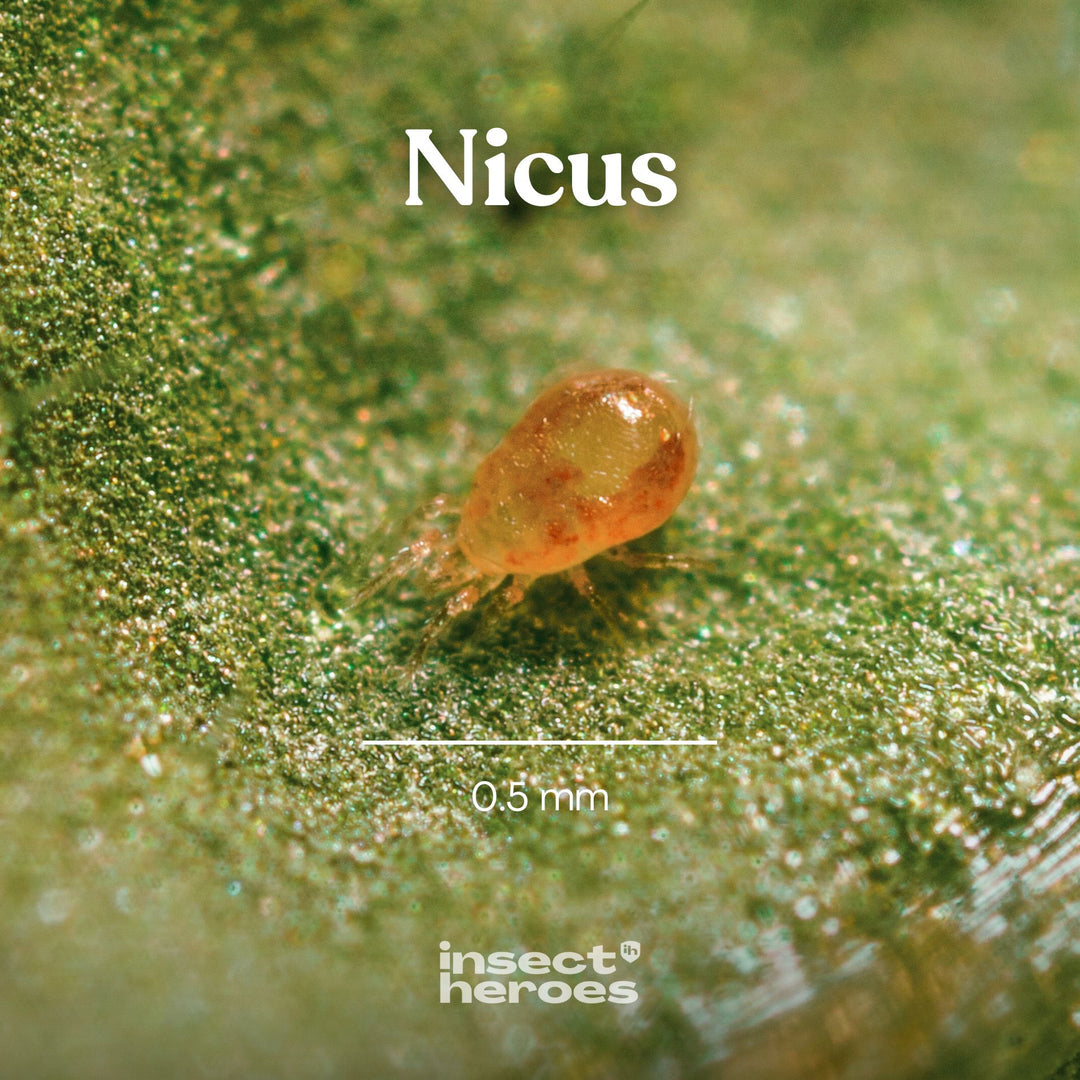 Nicus - tegen spint